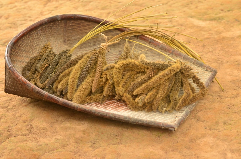 Read more about the article All-rounder Millets on Rural People’s Plates Since the Sangam Period