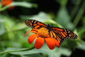 Monarch butterfly by Vera Kratochvil http://www.publicdomainpictures.net/view-image.php?image=7126&picture=monarch-butterfly