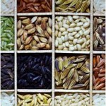Different varieties of rice