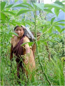 Read more about the article Jhum Cultivation – More than just an agricultural practice