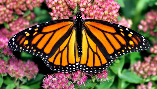 Read more about the article Slow-motion video reveals the hidden beauty of pollination