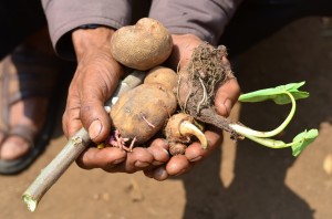 Varieties of indigenous potatoes growing in a single farm in Khadarshnong area, Meghalaya.  photo NESFAS/ Annelier Bernhart
