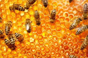 Read more about the article Bee Colony Collapse: What’s going on?