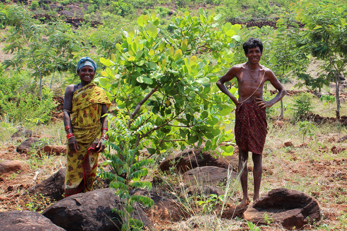 Read more about the article Tribal farmers reclaiming denuded landscapes