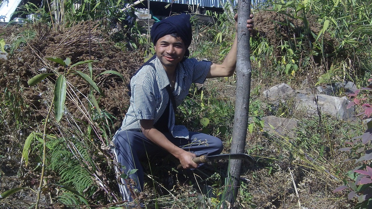 A youth Aiboklang Khongsit collected firewood for smoking the millet