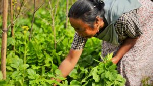 meghalaya women farmers