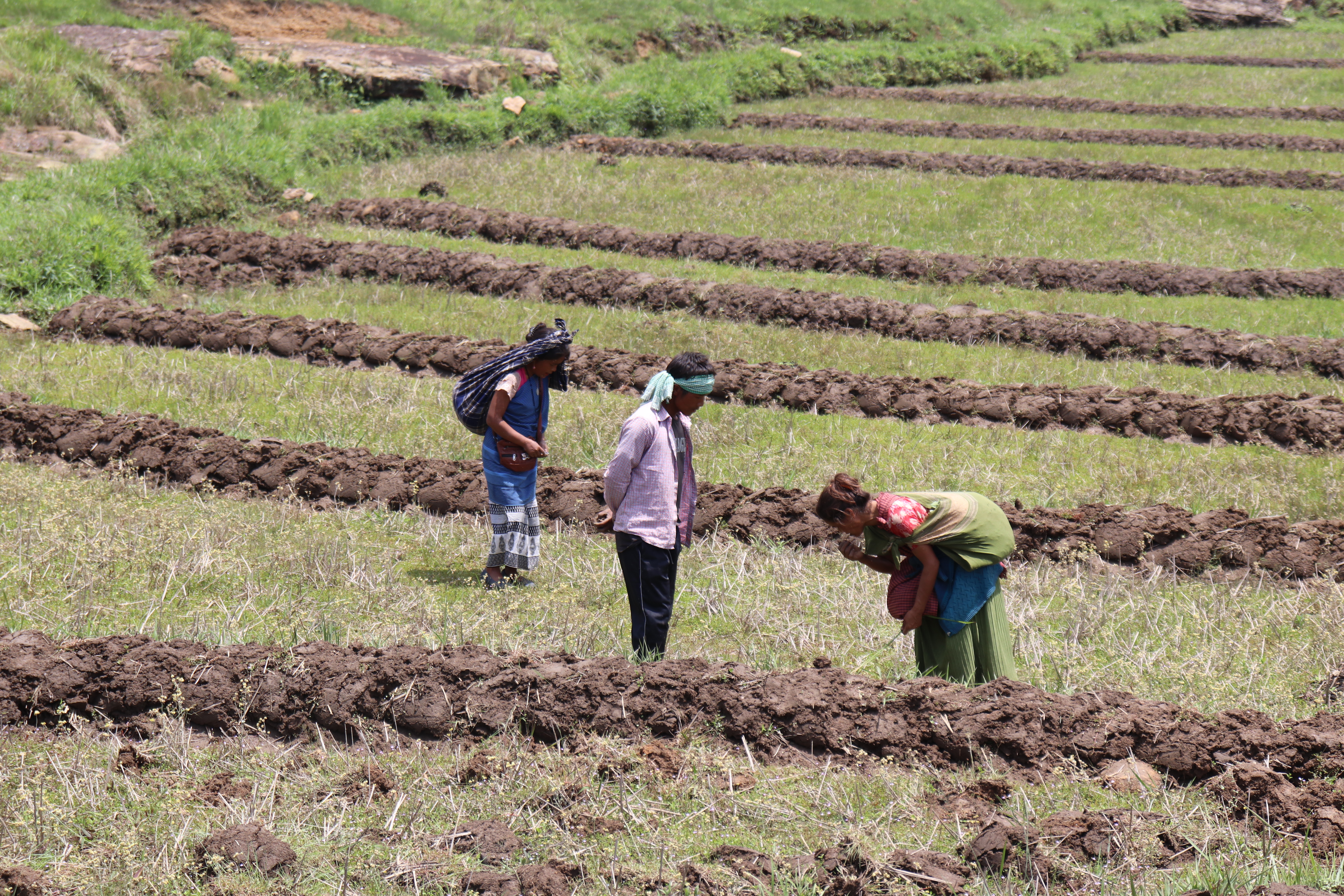 Read more about the article AGROECOLOGY AND INDIGENOUS FARMERS OF MEGHALAYA