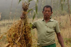 Read more about the article Lessons on food security from Nagaland amid COVID-19