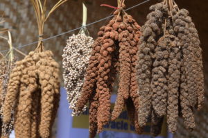 Read more about the article Dewlieh Community: Revival of Millet Cultivation