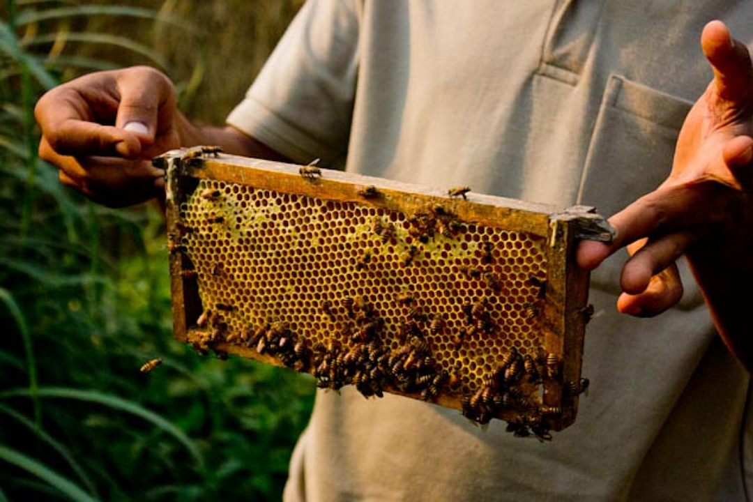 Read more about the article Meghalaya’s Resilience in the face of COVID-19: The Beekeeper’s story