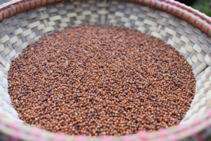 Read more about the article Ri-Bhoi communities to diversify their crops by reviving Millet