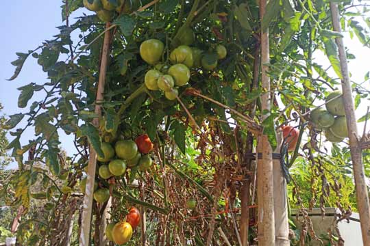 Read more about the article Success experiment: Khweng community member reaps new tomato variety