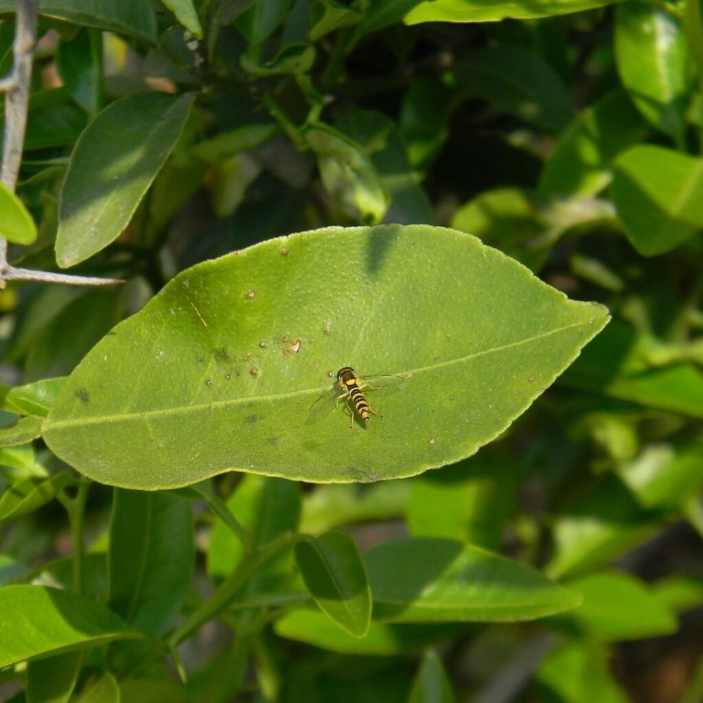 The Bee Effect: Bees’ role as pollinators, producers of a superfood ...