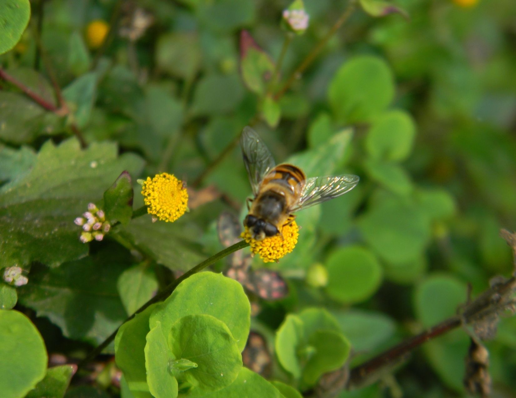 Read more about the article The Bee Effect: Bees’ role as pollinators, producers of a superfood, and the impact of climate change