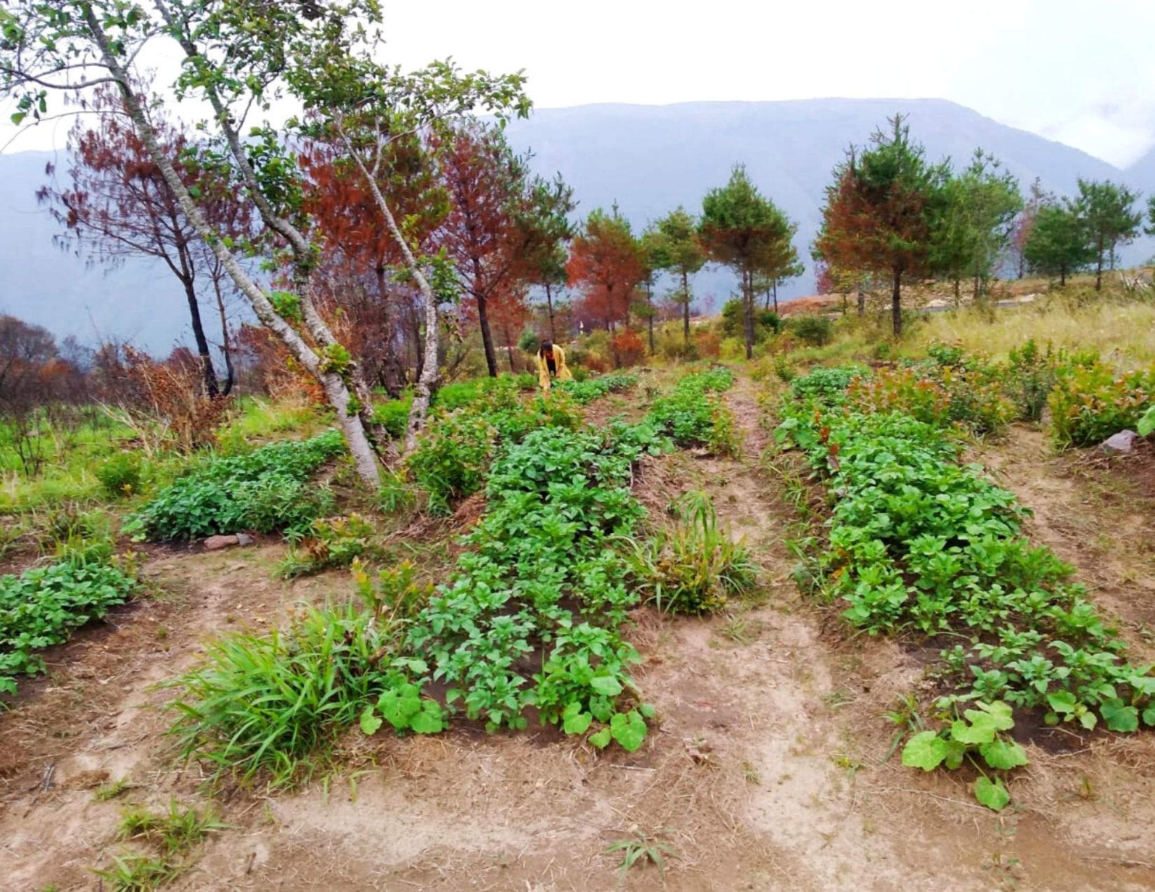 Read more about the article Laitsohpliah-Laitumiong ALC starts an ecological garden