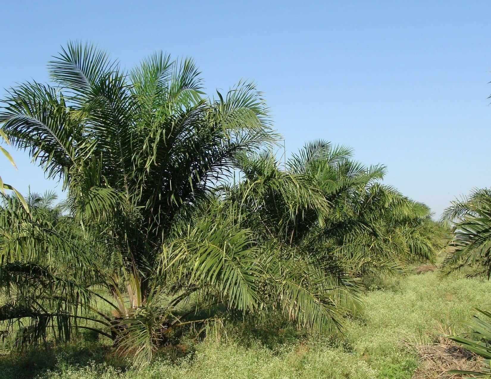 Read more about the article Sustainable Development Goals & Palm oil cultivation: A paradox
