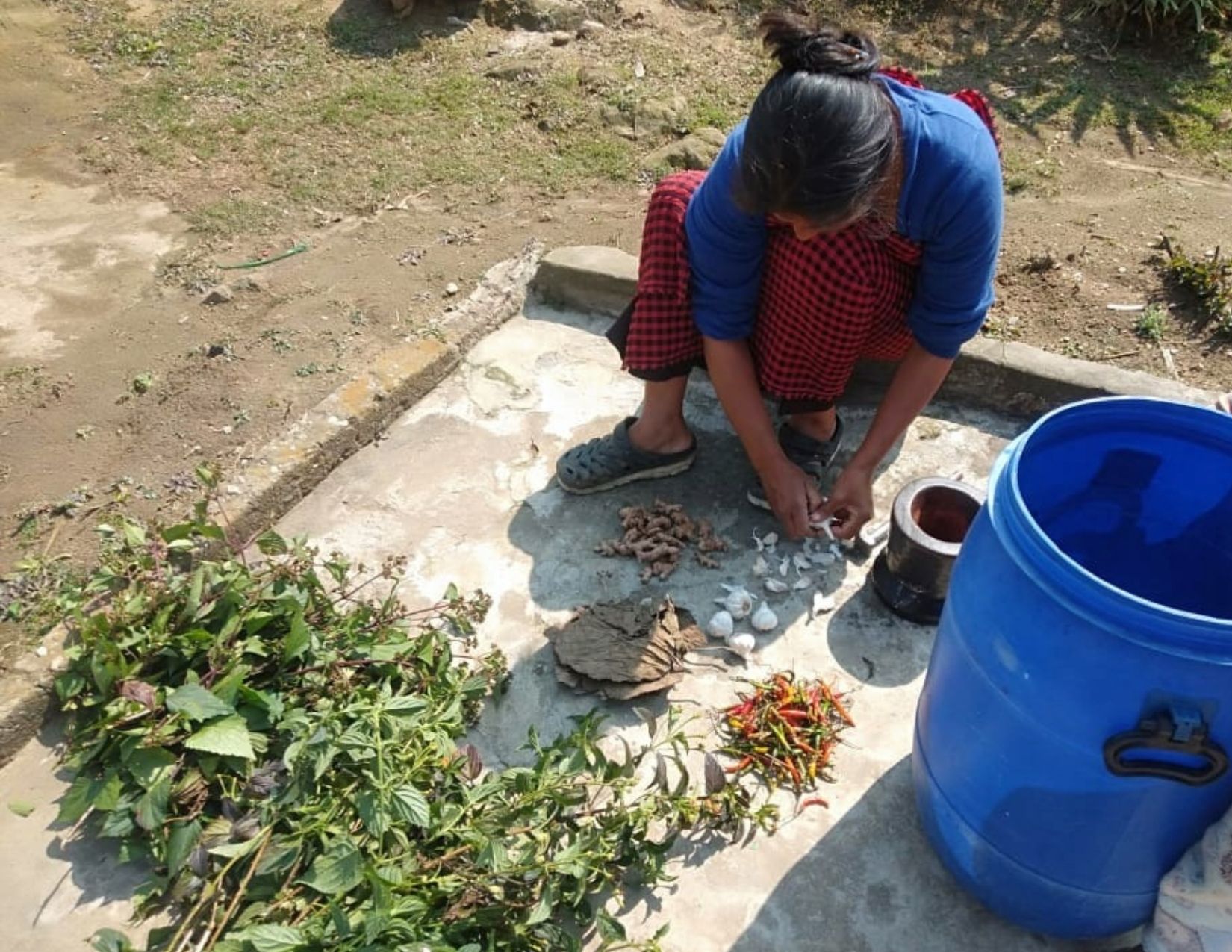 Read more about the article Custodian farmer from Jaintia Hills successfully promotes traditional method for pest management