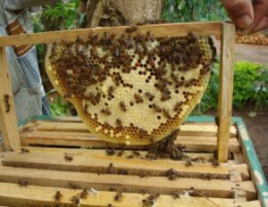 Read more about the article World Bee Day: Celebrating the diversity of Bees and Beekeeping systems