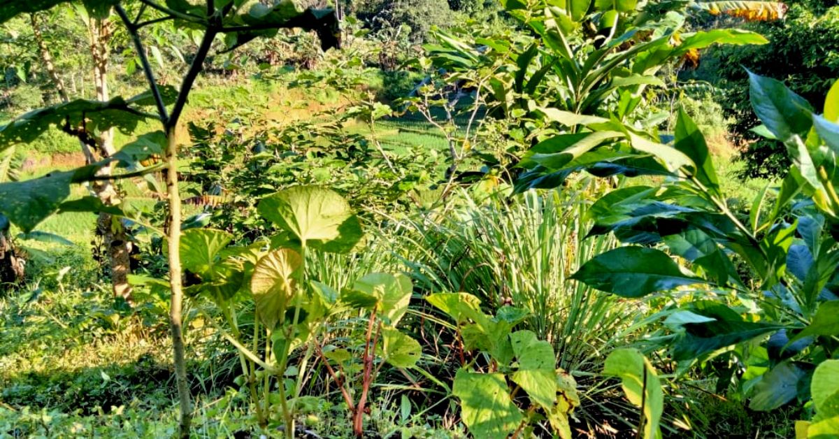 Read more about the article Kyrsoilang Agroecology Learning Circle initiates biodiversity garden for wild edible and medicinal plants