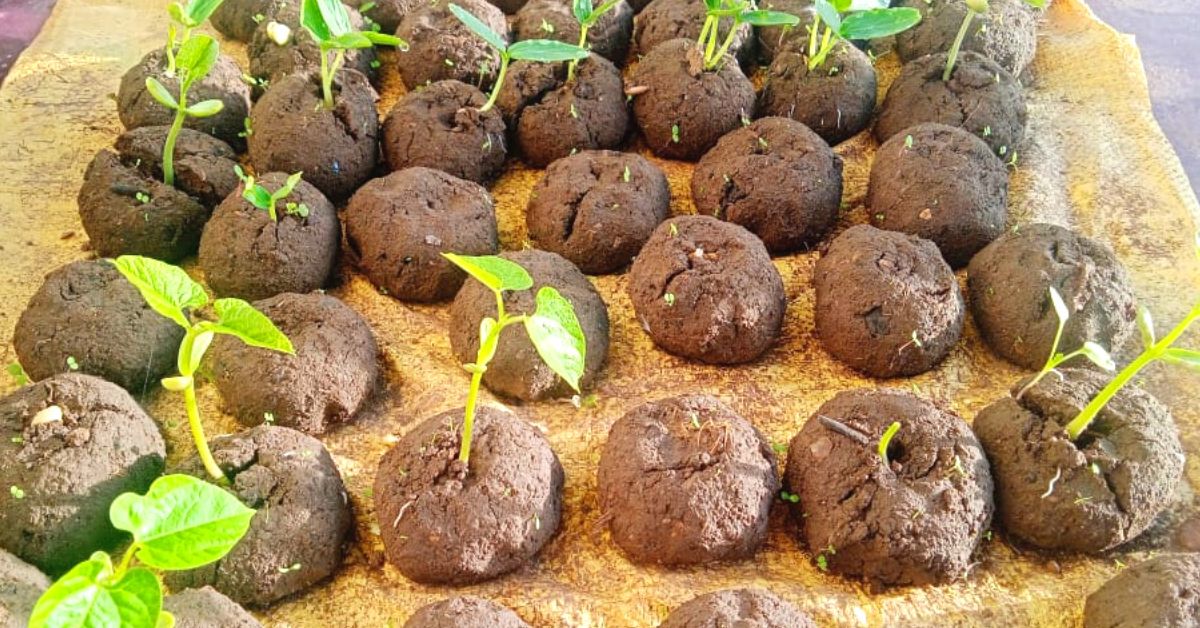 Read more about the article Novel system of seeding and transplanting promotes organic farming among the Jaud Community