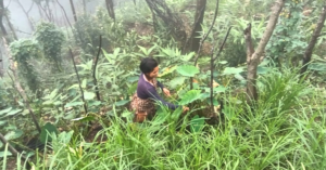 Read more about the article Women farmers of Khapmaw pave way to others to use natural pesticides
