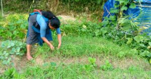 Read more about the article The Success of Goat Manure Composting in Cham Cham village, East Jaintia Hills