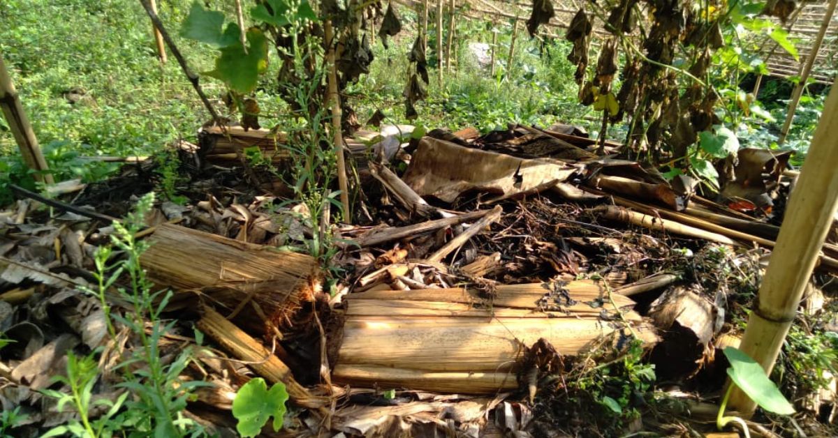 Read more about the article Banana-stem mulching: ALC farmer’s saviour from dry spells