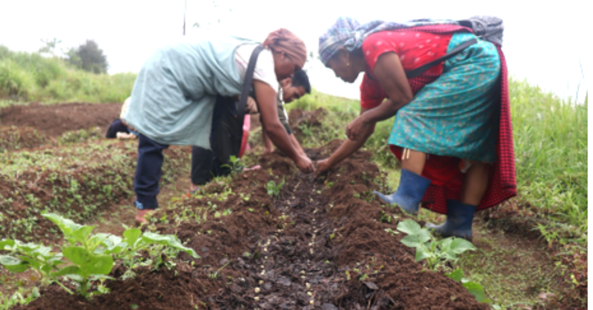 Read more about the article Agroecology Learning Circles (ALC) and the future of Food System