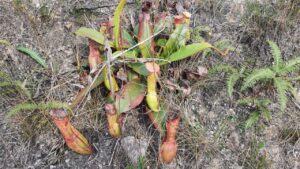 Read more about the article The Wonder Plant of Mustem – Pitcher Plant