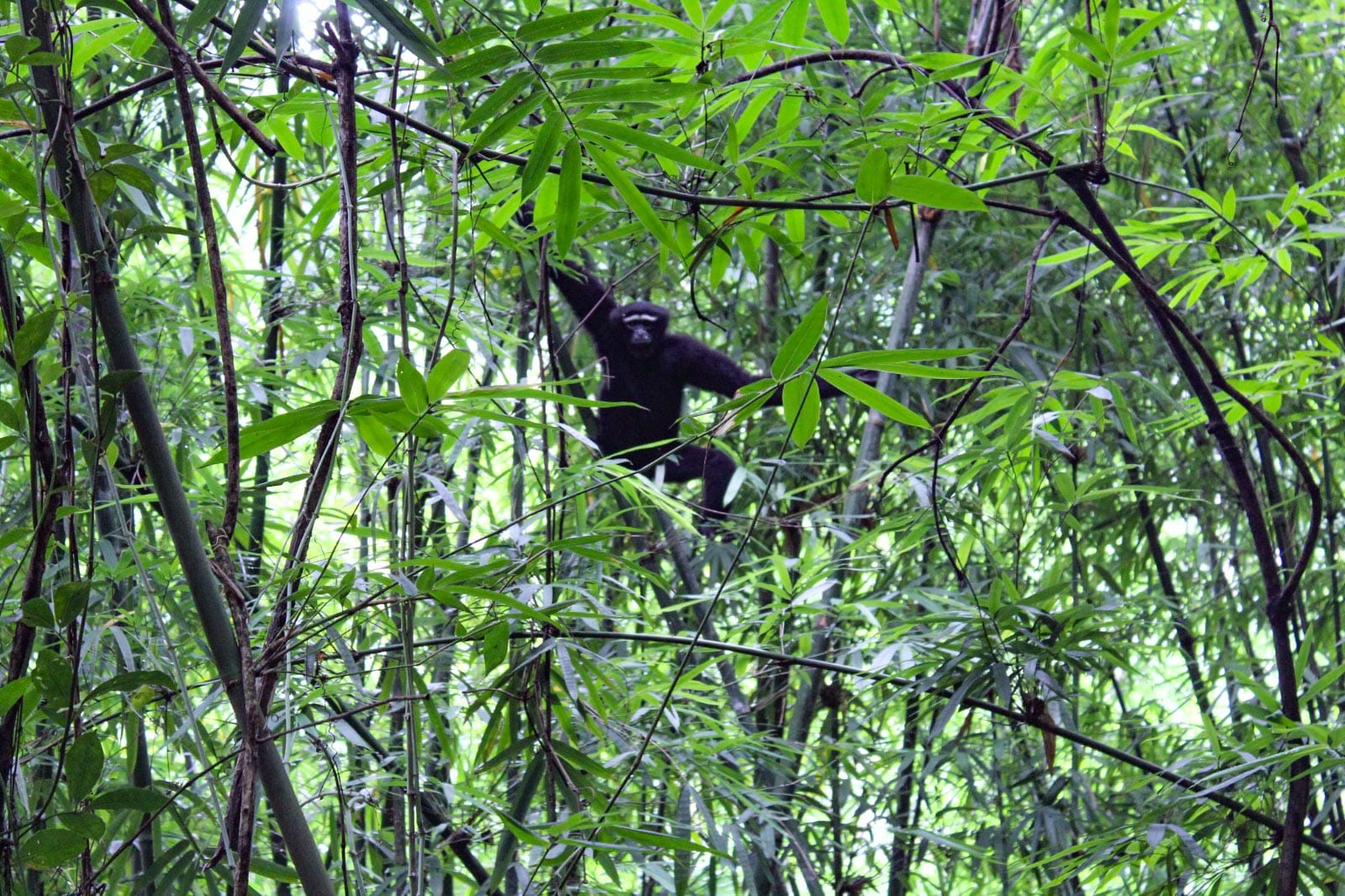 Read more about the article Echoes from Garo Hills- The Hoolock Gibbon’s songs