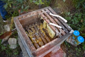 Read more about the article Keeping the Hive Alive: Unearthing Traditional Wisdom in Apiculture
