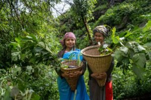 Read more about the article Community-led ecological restoration for a greener tomorrow