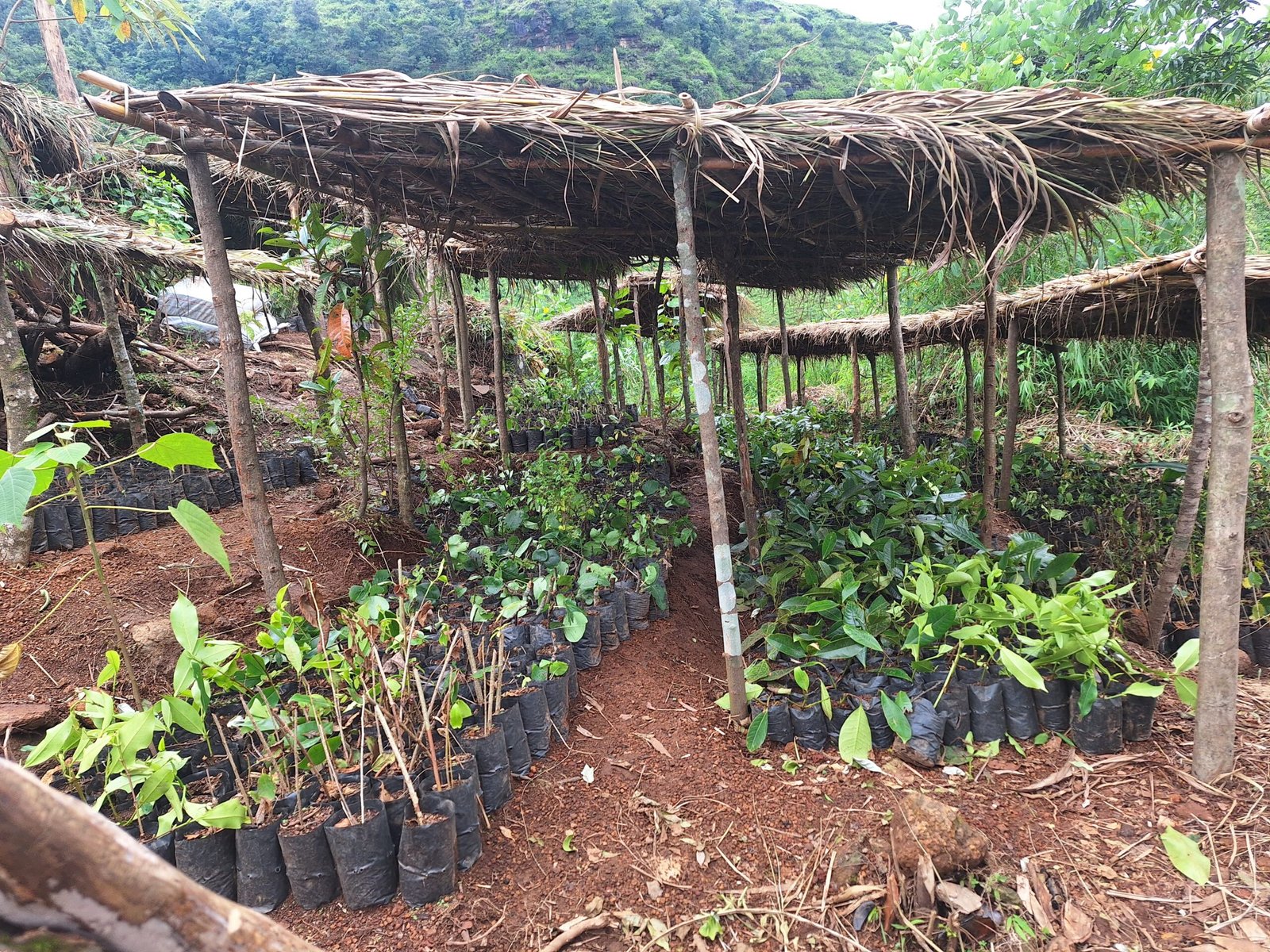 Read more about the article Dewlieh Community’s Biodiversity Nursery: A testament of Indigenous communities reclaiming agency over their land
