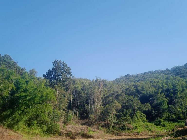Home 6 Umtathymmai community: Home to School’s Forest