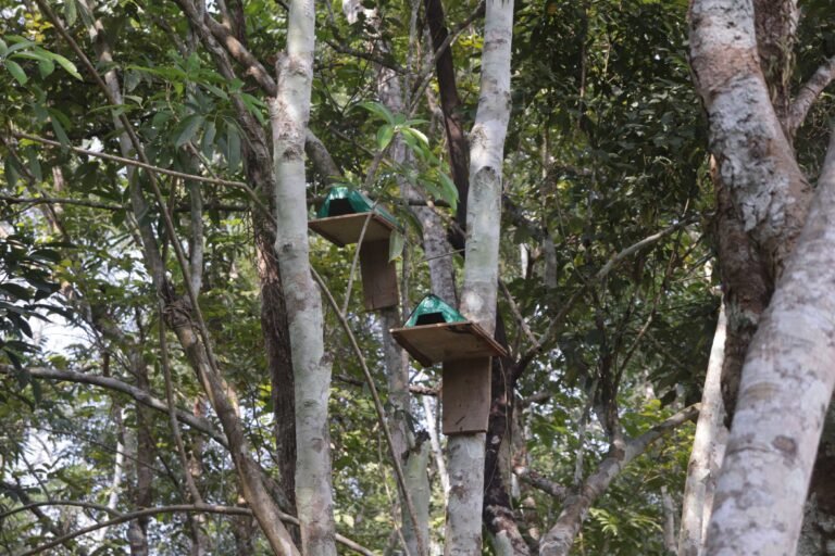 Community Care for Birds: Restoring the Lost Habitat