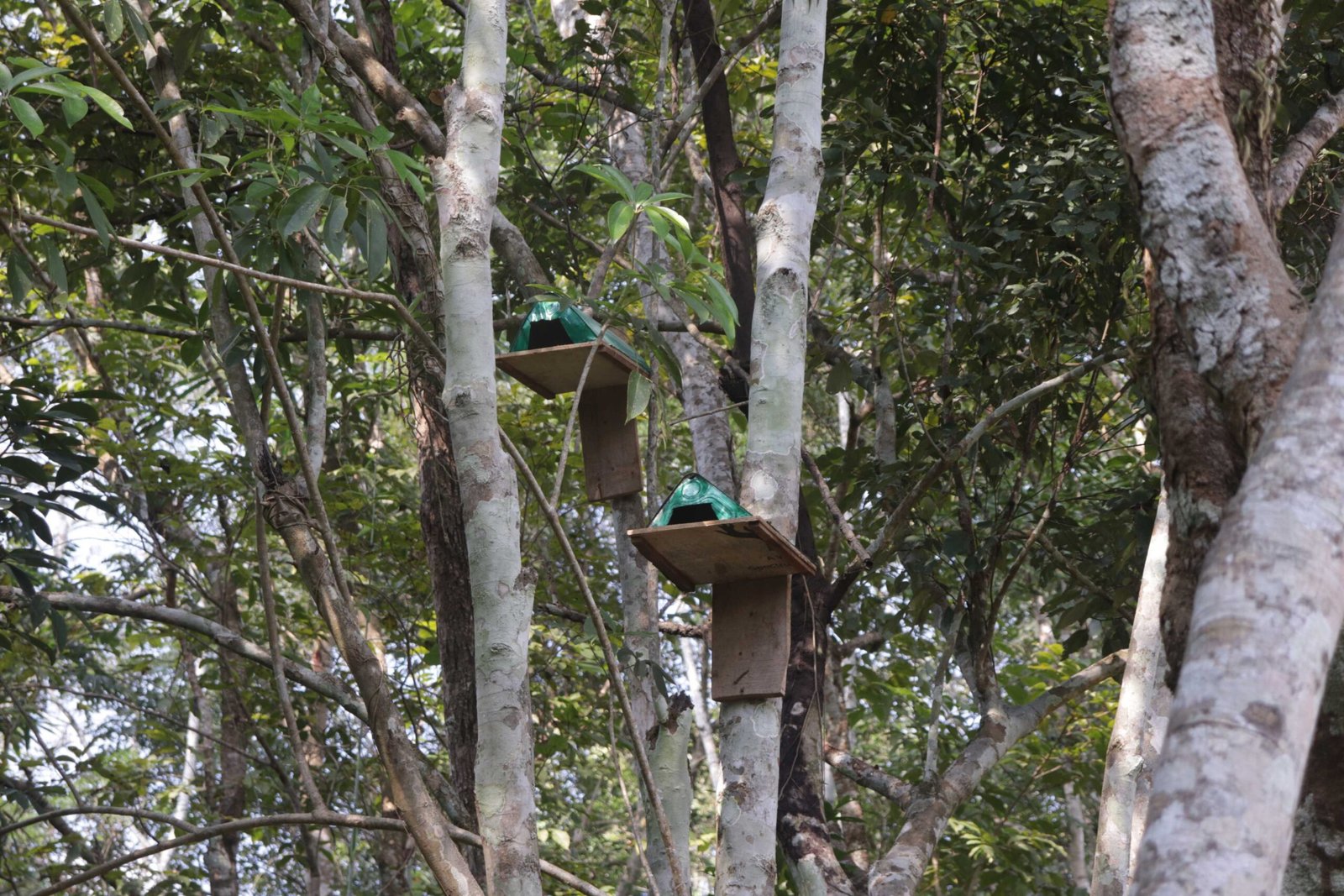 Read more about the article Community Care for Birds: Restoring the Lost Habitat