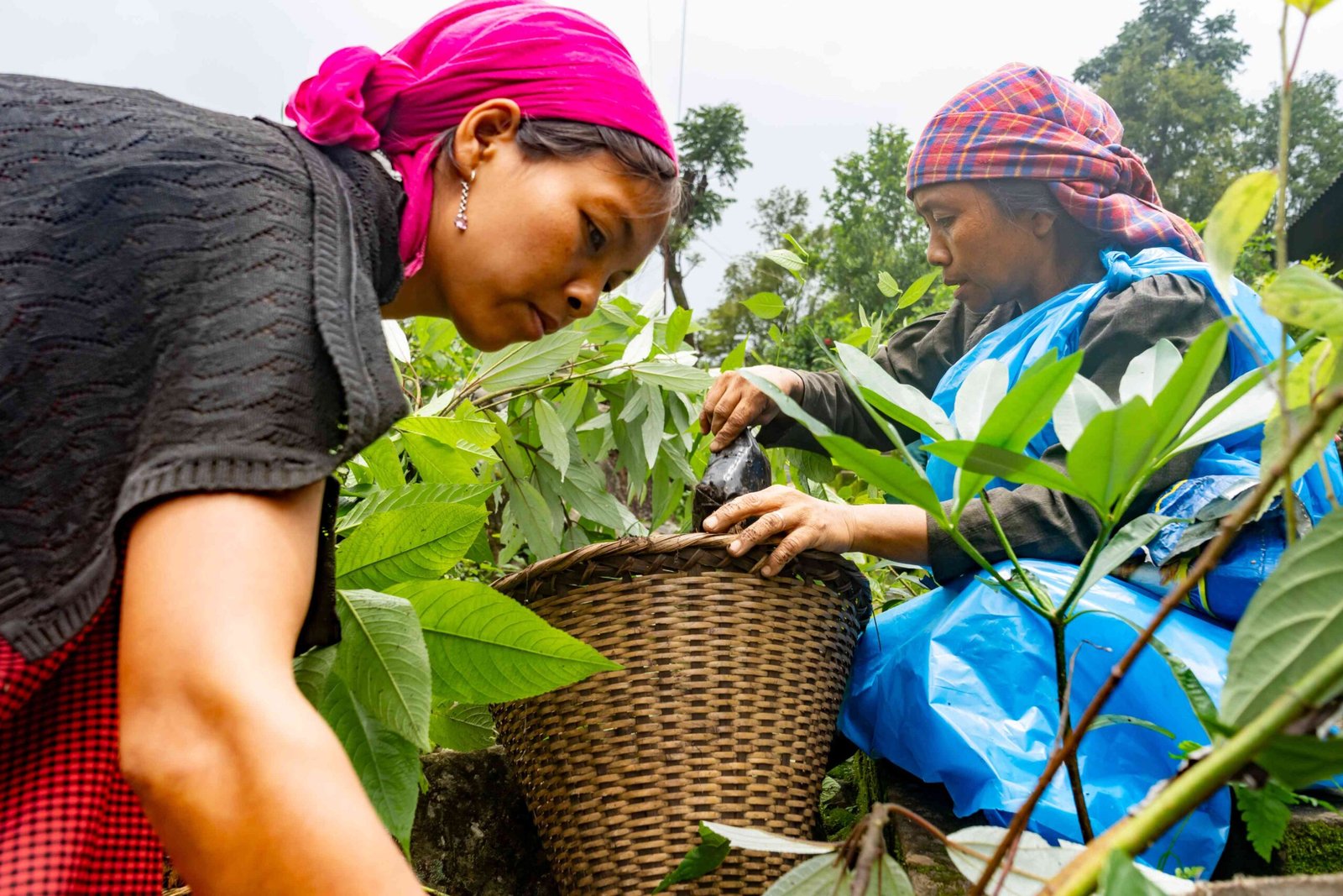 Read more about the article Communities leading Restoration: How communities in Meghalaya are rekindling their relationship with their biodiversity and restoring degraded lands.